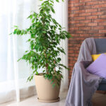 17 Pflanzen Fürs Schlafzimmer – [Schöner Wohnen] Throughout Ficus Benjamini Im Schlafzimmer