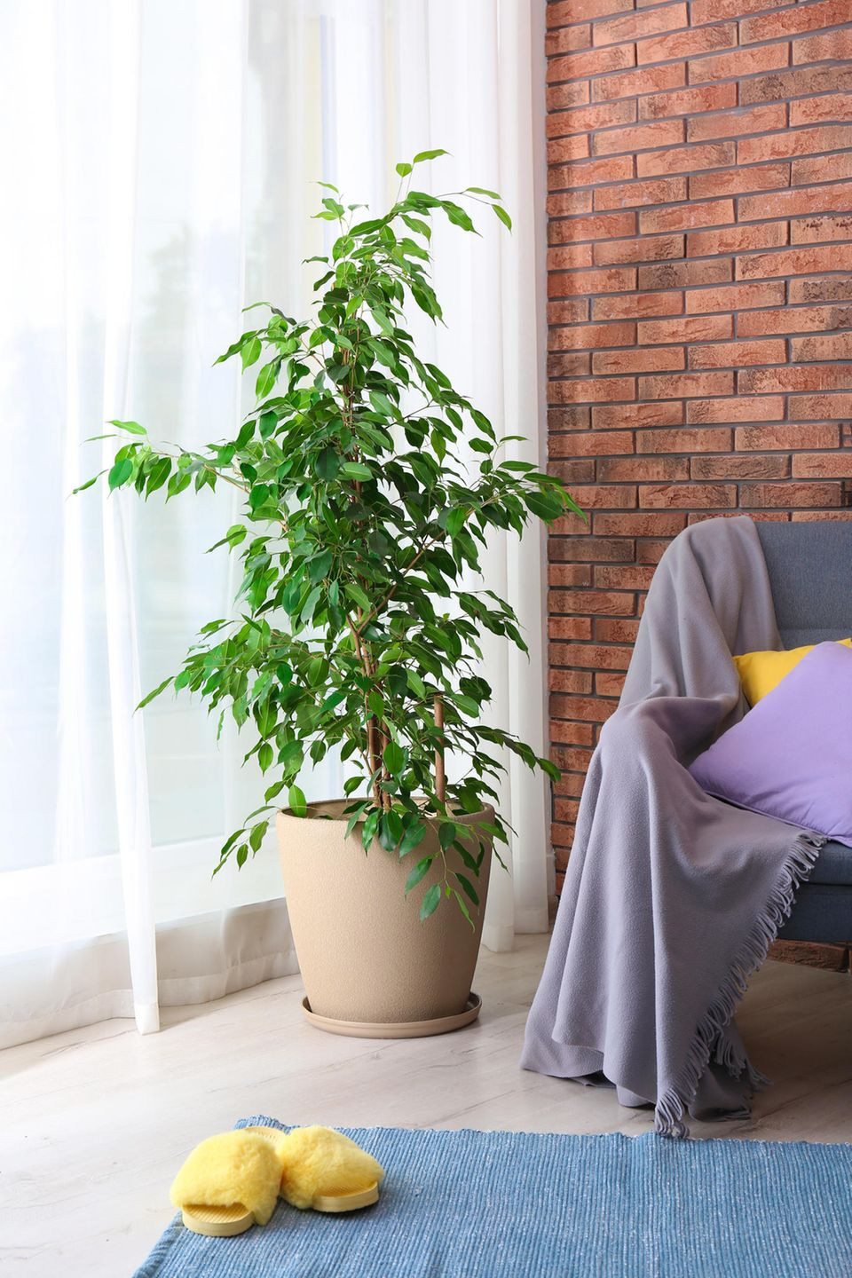 17 Pflanzen Fürs Schlafzimmer - [Schöner Wohnen] throughout Ficus Benjamini Im Schlafzimmer