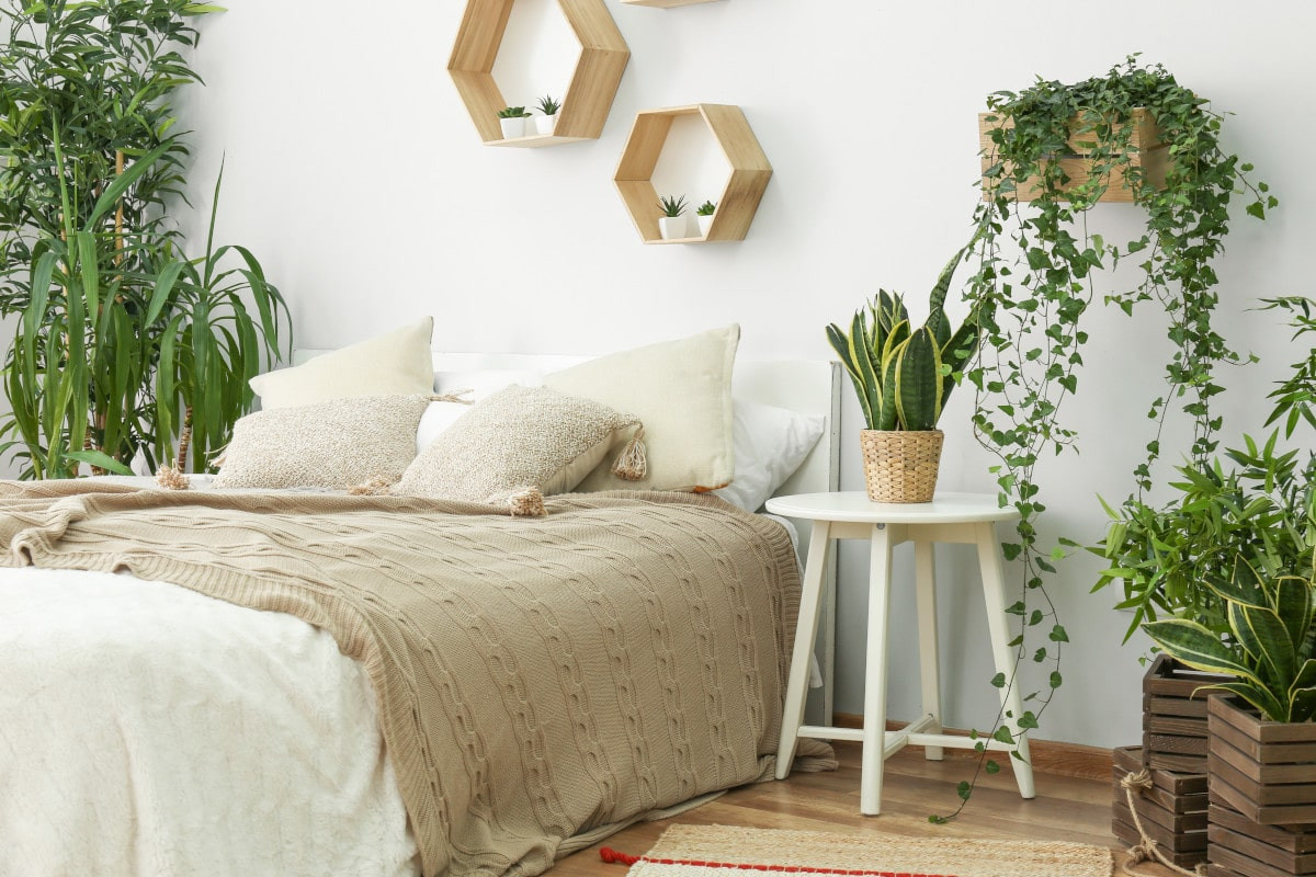 6 Zimmerpflanzen Für Das Schlafzimmer | Flaechenlust Gartenblog throughout Pflanzen Für Schlafzimmer Geeignet