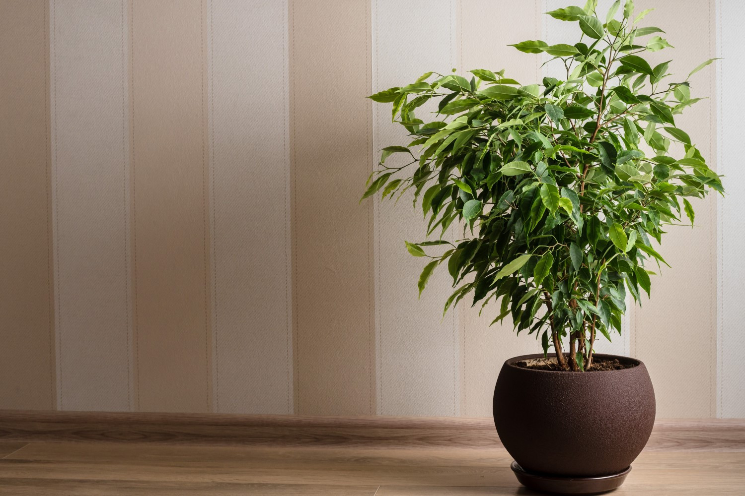 Birkenfeige: Pflanzen, Vermehren &amp; Giftigkeit - Plantura with Ficus Benjamini Im Schlafzimmer