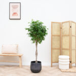 Ficus Benjamina Geflochtener Stamm – 150Cm – For Ficus Benjamini Im Schlafzimmer