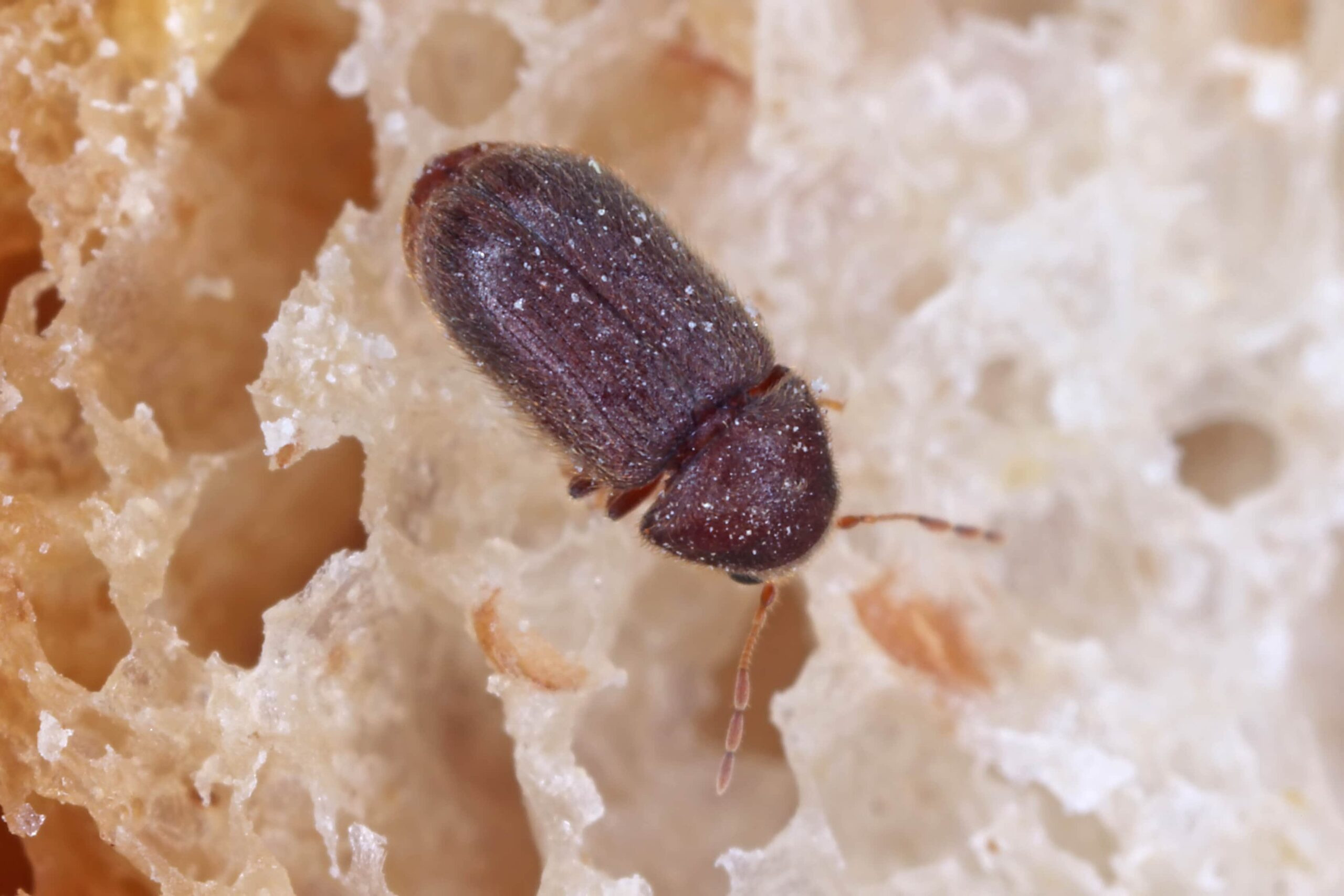 Käfer Im Haus: Schädlinge Erkennen Und Schnell Wieder Loswerden throughout Kleine Schwarze Käfer Im Schlafzimmer