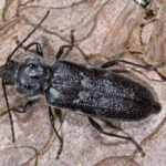 Kleine Schwarze Käfer: Diese Insekten Könnten Es Sein | Focus.de In Kleine Schwarze Käfer Im Schlafzimmer