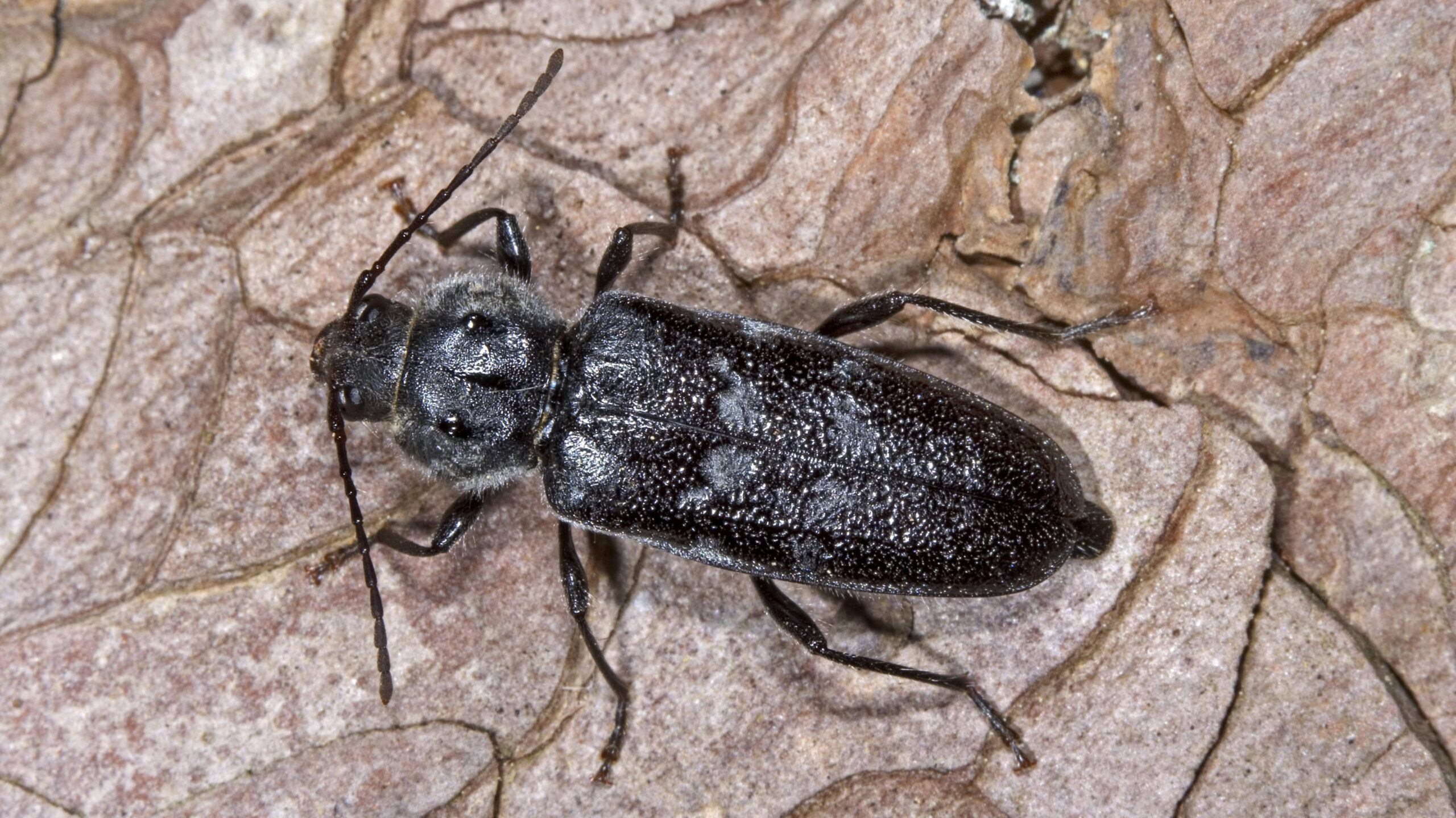 Kleine Schwarze Käfer: Diese Insekten Könnten Es Sein | Focus.de in Kleine Schwarze Käfer Im Schlafzimmer